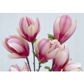   Magnolija RED LUCKY - Dwarf Magnolia s prekrasnim ružičasto-kremastim cvjetovima, idealna za vaš vrt! Ova niska magnolija cvate dva puta godišnje, u proljeće i jesen, stvarajući prekrasan kontrast s t