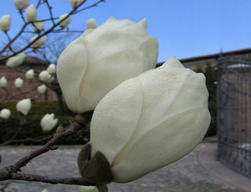Magnolija ALBA BIJELI TULIPANI Lijepi SADNICE