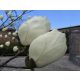 Magnolija ALBA BIJELI TULIPANI Lijepi SADNICE