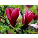 Magnolija 'Susan' ROZANA cvjetovi CVATA DVA PUTA GODIŠNJE
