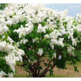   BAIJUNA BELI CVIJET // puni bijeli cvijet s predivnim mirisom, visine do 3m, sa snažnim razgranatim granama. Cvjetovi su oko 15 cm dugački, bijeli i puni. Bzy cvatu u svibnju, što ih čini idealnima za