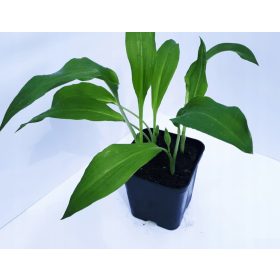 Divlji luk - zdrave sadnice za uzgoj u vlastitom vrtu