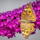 Budleja Davidii Purpurna Magenta Munchkin - Saznica Leptirastog Grma