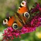 Buddleja davidii crvena, ružičasta PRINCE CHARMING - sadnica leptir grma