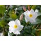 Mandevilla Rio White
