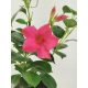 Mandevilla Rio Pink Deluxe