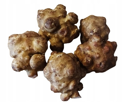  Jeruzalemska artičoka suncokret Albik krupni gomolji 5kg
