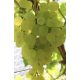  Vinova loza Kishmish Belyj Ustojchivij 40-60 cm