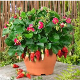 Viseca jagoda Ruby Ann - zdrave sadnice za vise plodova