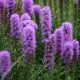  Liatris spicata 'Kobold' - Liatris spicata 'Kobold' OSOBNE SJEDNJE VRT