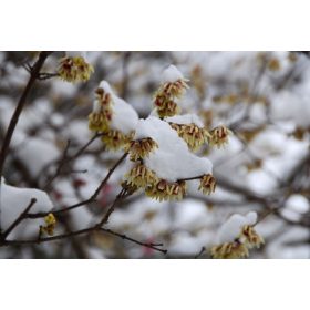 Zimsko cvijeće - mirisna biljka za zimu P9