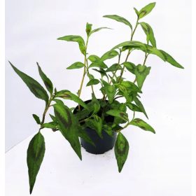 Vietnamska korijander - zdrave i bujne sadnice za vaš vrt!