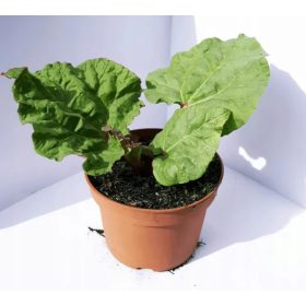 Malina Rabarbara - Velike i zdrave sadnice za uspješan vrt