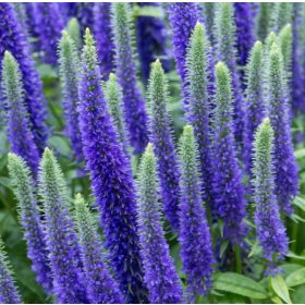    Blue speedwell Otporan na mraz Royal Candles velika sadnica 1.5l