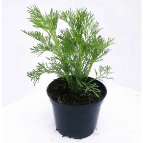 Božićno drvce - Cola - velike sadnice