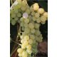  SONG trs 40-60 cm