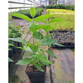   Hydrangea paniculata Living Summer Love, sobne sadnice 2-3l, 5-15 cm