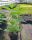 Hydrangea paniculata Living Summer Love, sobne sadnice 2-3l, 5-15 cm