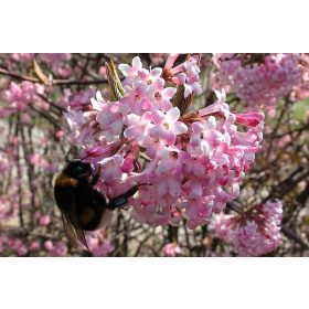 Kalina Zora u posudi od 2-3 litre, 40-60 cm