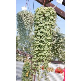 Kurdybanek protiv komaraca za probavu