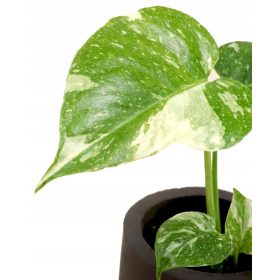   Monstera Tajna Konstelacija S - bebe sadnice Kolekcionarske biljke DØ6