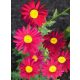  ROBINSON RED PINK PIERLEY DUGO CVJETA! SJEDNA 2 GOD
