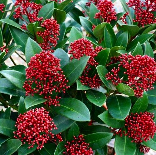 JAPANSKA SKIMIJA ‘Rubella’