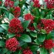 JAPANSKA SKIMIJA ‘Rubella’