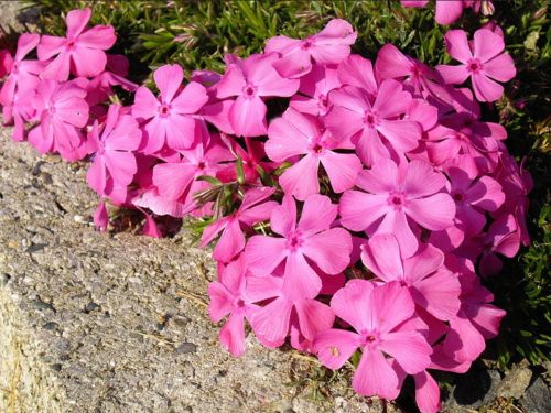  Phlox tepih cvijeća cvjeta 120 dana, sadnica ružičasta
