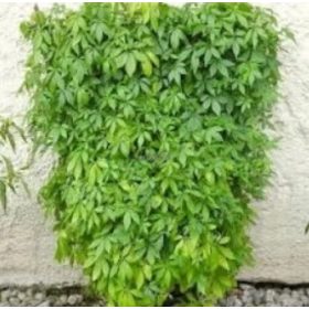 XL sjeme GYNOSTEMMA - Biljka života, poljski ginseng