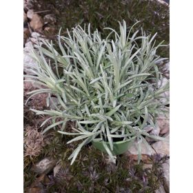   Kocanka Talijanski Magi Maggi, sadnica za zimu, miris CARRY i MAGGI u jednom