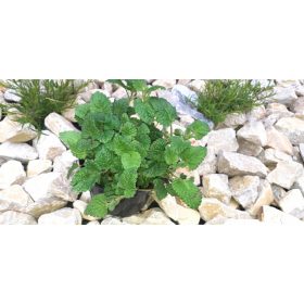   Melisa medonosna sadnica koja prezimi i oslobađa predivan miris