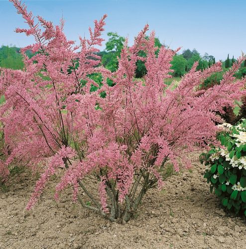 Tamariš PINK MIST - Čar proljeća