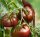 CRNI PAUL ROBESON TOMATO STARA AROMATIČNA SORTA IZ RUSIJE SJEME