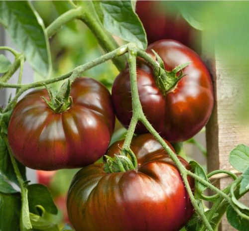 CRNI PAUL ROBESON TOMATO STARA AROMATIČNA SORTA IZ RUSIJE SJEME