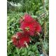 KUFLEK Crveni Callistemon | Sadnica za cvjetanje

KUFLEK Callistemon Crveni je ukorijenjena sadnica koja će očarati svojim intenzivno crvenim cvjetovima. Ova biljka dolazi iz mediteranske regije i pre