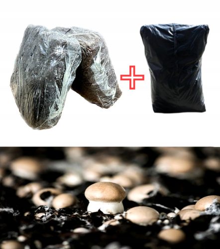  Micelij za uzgoj smeđih gljiva Kumi set
