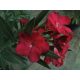 Crveni Oleander cvjetna sadnica