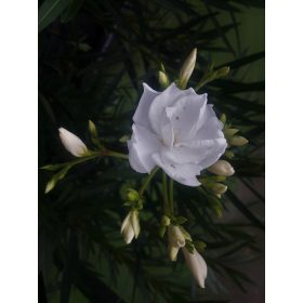   OLEANDER bijeli puni ALBUM PLENUM ukorijenjena sadnica za cvatnju