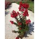 Lilasta indijska crvena sadnica Lagerstroemia Indica Dynamite