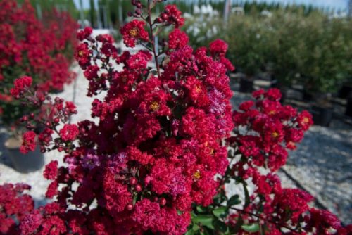 Crvena indijska bazga 'Durand Red'