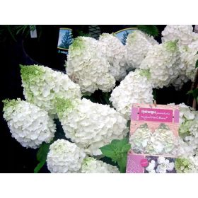 Hortenzija bukiet Magical Mont Blanc C3