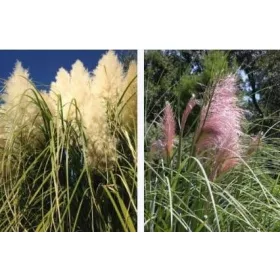 Pampas trava - set u dvije boje - Roza i bijeli cvijet P9