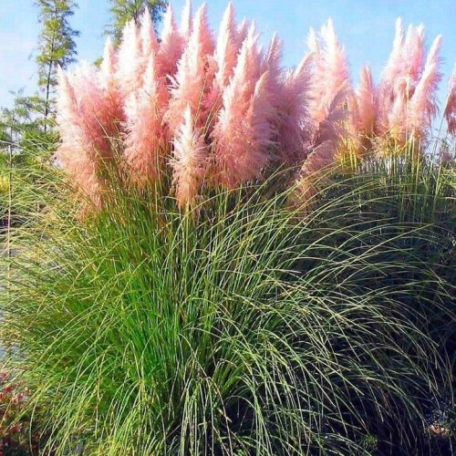 Lijepa ružičasta pampas trava 'Cortaderia Selloana Rosea' u velikom loncu od 14 cm