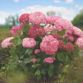   Ružičaste hortenzije 'Pink Annabelle', sadnice u posudi od 2-3 litre, visine 20-40 cm