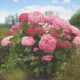 Ružičaste hortenzije 'Pink Annabelle', sadnice u posudi od 2-3 litre, visine 20-40 cm