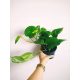 Zlatni Epipremnum Aureum Pinnatum u posudi od 0,5-1l