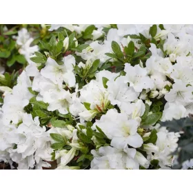   Sadnice bijelih rododendrona i azaleja u posudi od 0,5-1l, 15-25 cm