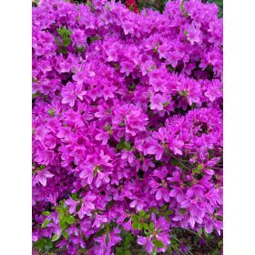   Naslov proizvoda: Azaleja 'Ledikanense' | Japanska azaleja ljubičaste boje - sadnice u posudi 0,5-1l 10-25 cm