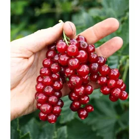  Rondom ribiz, sadnica s golim korijenom, 90-110 cm